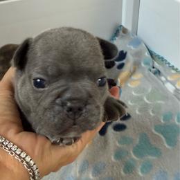Brown collar - Blue male French Bulldog puppy in Livingston, Texas from Drake Home Frenchies