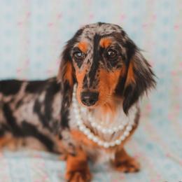 Vada - Dachshund