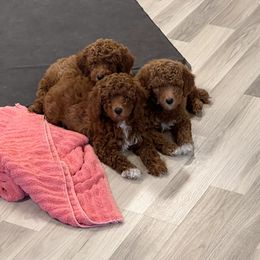 Goldendoodle Puppies from Labradoodleday