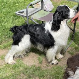 English Springer Spaniel All Grown Up from Cedarhome Springers