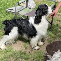 English Springer Spaniel All Grown Up from Cedarhome Springers