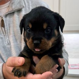 Baby boy 2 - Black and mahogany male Rottweiler puppy in Gloster, Mississippi from Mississippi Rottweilers