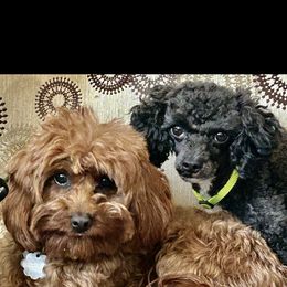 Cavapoo puppies from Holly Mountain Puppies