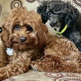 Cavapoo puppies from Holly Mountain Puppies
