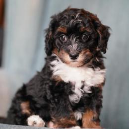 Corky - Tri-color male Bernedoodle puppy in Dundee, Ohio from Down Home Doodle