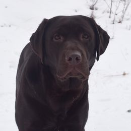 Nala - Labrador Retriever