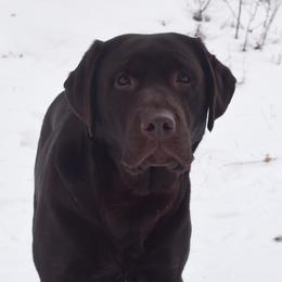 Nala - Labrador Retriever