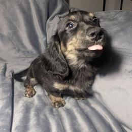 2 Yogi the bear - Black and cream male Dachshund puppy in Central Point, Oregon from MRS Long Dog Ranch