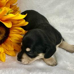 Jade - Black and cream female Dachshund puppy in Mesquite, Texas from AB Dachshund