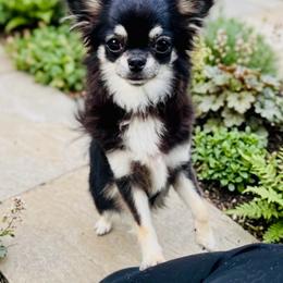 Leila - Black and tan female Chihuahua puppy in Morrisville, North Carolina from Mozzafiato Chihuahuas