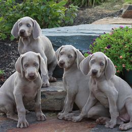 Weimaraner Puppies from Simpatico