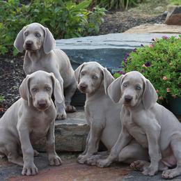 Weimaraner Puppies from Simpatico