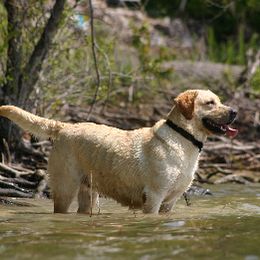 Labrador Retriever All Grown Up from Marshland Labradors