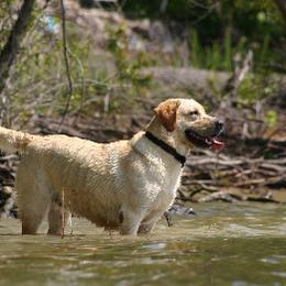Labrador Retriever All Grown Up from Marshland Labradors