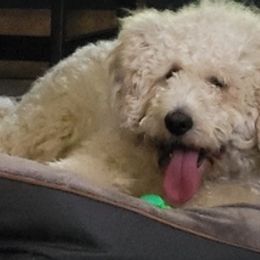 Goldendoodles from Bre's Doodle Nest