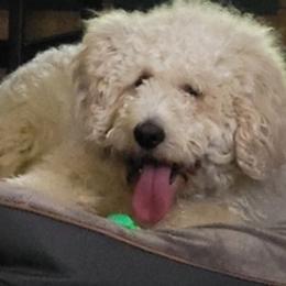 Goldendoodles from Bre's Doodle Nest