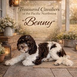 Benny - Cavapoo