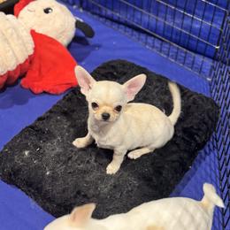 Dean - Cream male Chihuahua puppy in Springfield, Illinois from Improv Show Dogs