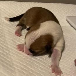 Teal - Red female Pembroke Welsh Corgi puppy in Beulaville, North Carolina from Windy Acres Pembroke Welsh