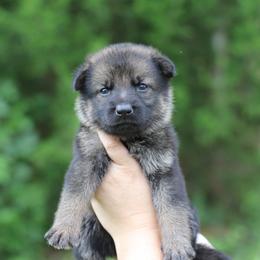 Girl 2 - Sable female German Shepherd puppy in Lucasville, Ohio from Trusting Hearts Kennel