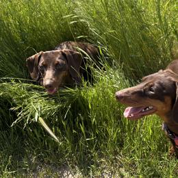 Dachshunds from Alexandra's Mini Doxies