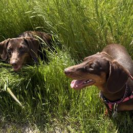 Dachshunds from Alexandra's Mini Doxies