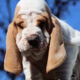 Church - Lemon and white male Basset Hound puppy in Pollock, Missouri from Northstar