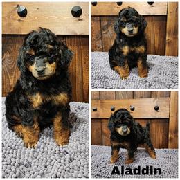 Alladin - Phantom male Poodle puppy in Elma, Washington from Joyful Paw Poodles
