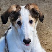 Girl 3 - Sable Borzoi puppy in Aiken County, South Carolina from Nirvanah Borzoi