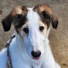 Girl 3 - Sable Borzoi puppy in Aiken County, South Carolina from Nirvanah Borzoi