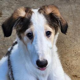 Girl 3 - Sable Borzoi puppy in Aiken County, South Carolina from Nirvanah Borzoi