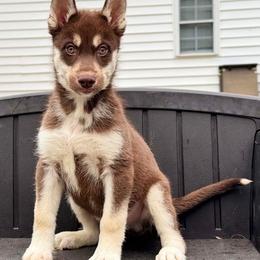 Quigly - Black and white male Siberian Husky puppy in Warrenville, South Carolina from WinterCrest Siberian Huskies