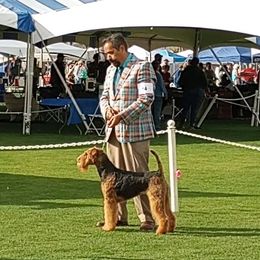 Luna - Airedale Terrier