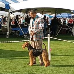 Luna - Airedale Terrier