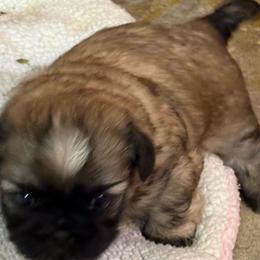 Shih Tzu Puppies from shihtzudynasty Pings Dynasty