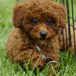 Alice - Red  female Goldendoodle puppy in Augusta, West Virginia from Creation Goldedoodles