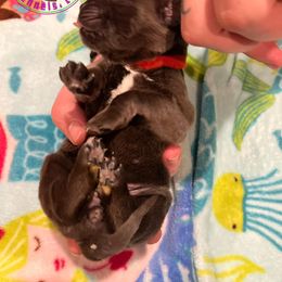 Cane Corso Puppies from Killing Joke Kennels, LLC