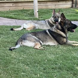 German Shepherds from A2 German Shepherd Dogs