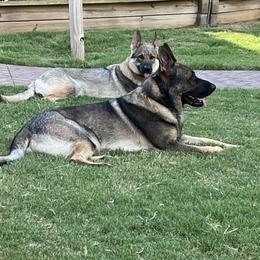 German Shepherds from A2 German Shepherd Dogs