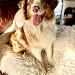Henry - Australian Shepherd