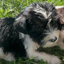 Girl 3 - Parti female Miniature Schnauzer puppy in West Point, Nebraska from Canyon Rose Schnauzers