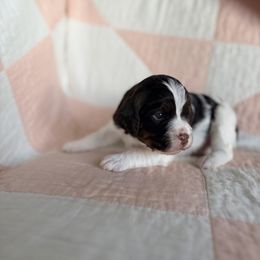 Bobbi - Liver white and tan female Springerdoodle puppy in Dundee, Ohio from Evalina Miller's Spaniels