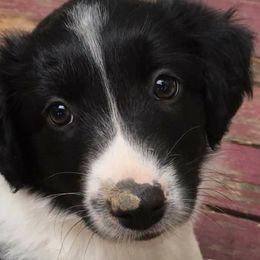 English Shepherds from Ripple English Shepherds