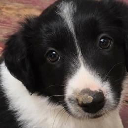 English Shepherds from Ripple English Shepherds
