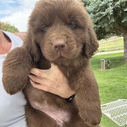 Ella - Brown female Newfoundland puppy in Buhl, Idaho from Blue Heart Kennel