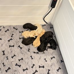 White - Black male Goldendoodle puppy in Litchfield, Connecticut from Gracie Doodles CT