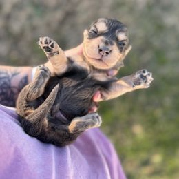 Santa - Dapple male Dachshund puppy in Mc Alester, Ok, Oklahoma from New Hope Miniature Dachshunds