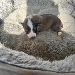 Jinu - Sable and white male Shetland Sheepdog puppy in Mi   Clarkston, Michigan from Heslip Family Puppies