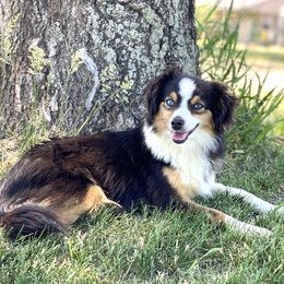 Luna - Toy Australian Shepherd