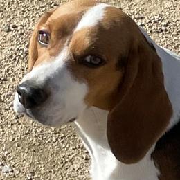 Beagles from Prairie Tail Beagles